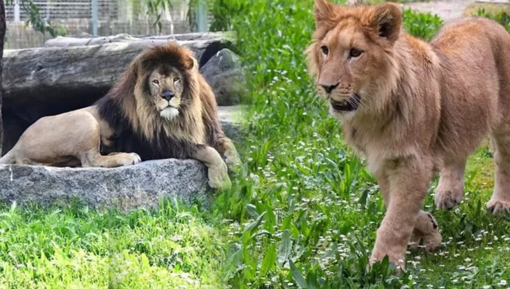 Bir aslan vakası da İzmir’de yaşandı: Beklenmedik saldırı canından etti