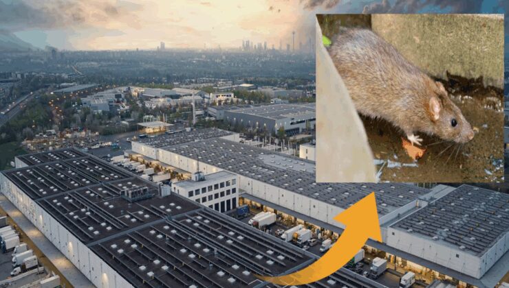 Bir garip haber: Hali sıçanlar bastı, yakalayan Türk’e 25.000 Euro ceza!