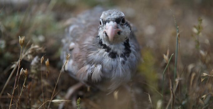 Bu kez kene için değil, o ilde 600 keklik doğaya bırakıldı