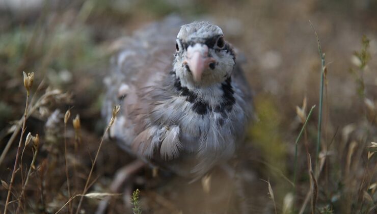Bu kez kene için değil, o ilde 600 keklik doğaya bırakıldı