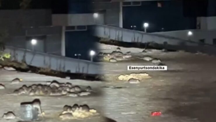 Burası Paris değil Esenyurt! İlçeyi fareler bastı…