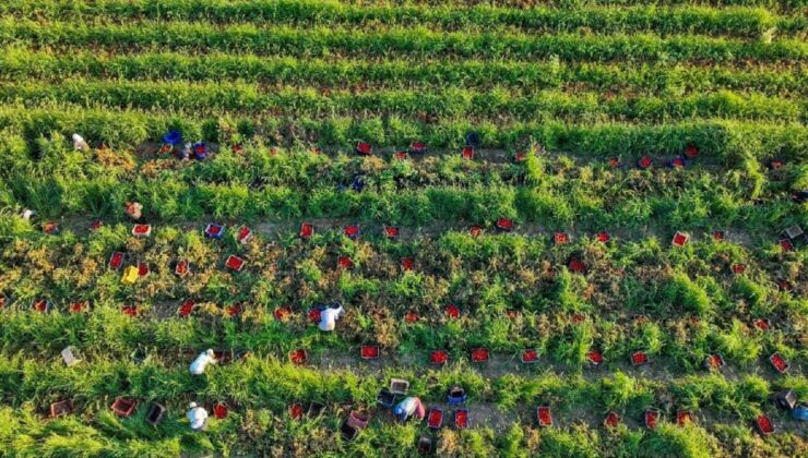 Fiyatı tarlada 3 liraya kadar düştü: Hasadı bol olacak