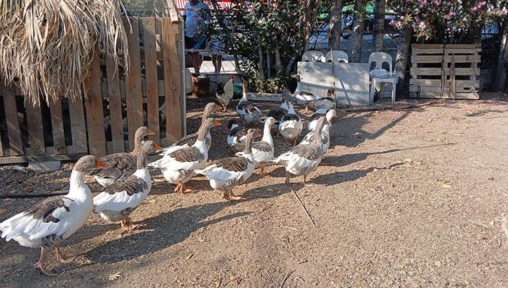 Kümese kapatılan kazlara tepkiler sonrası ‘şartlı tahliye’