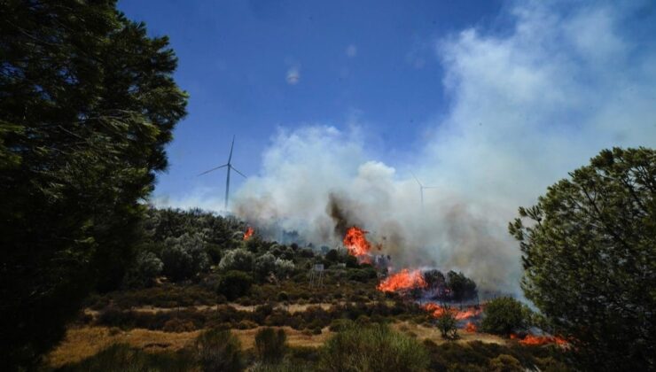 OGM tel tel dökülüyor