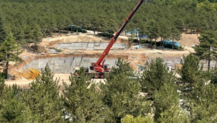 Orman müdürlüğü ormanı katlediyor