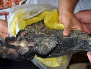 Orman yangınlarında tüm birikimlerini kaybettiler