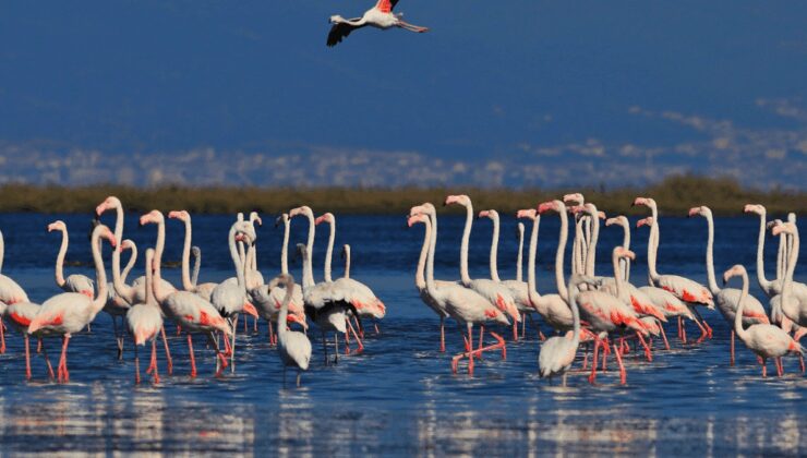 Türkiye’nin kuş oteli kuraklık ve müsilaj tehdidi altında