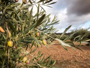 Zeytinliklerin madencilik faaliyetlerine açılmasını öngören kanun teklifi Meclis’te kabul edildi