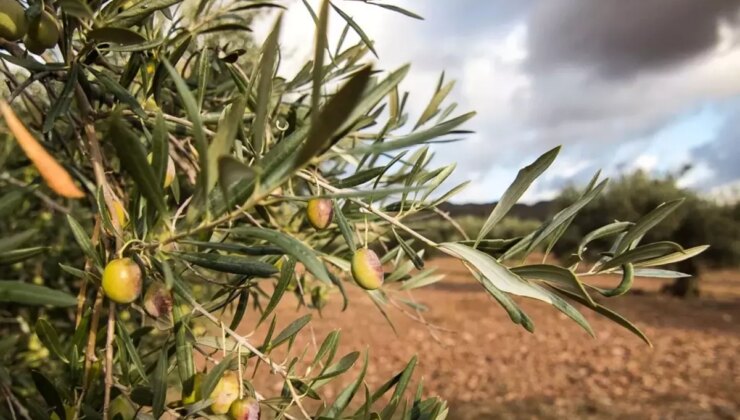 Zeytinliklerin madencilik faaliyetlerine açılmasını öngören kanun teklifi Meclis’te kabul edildi