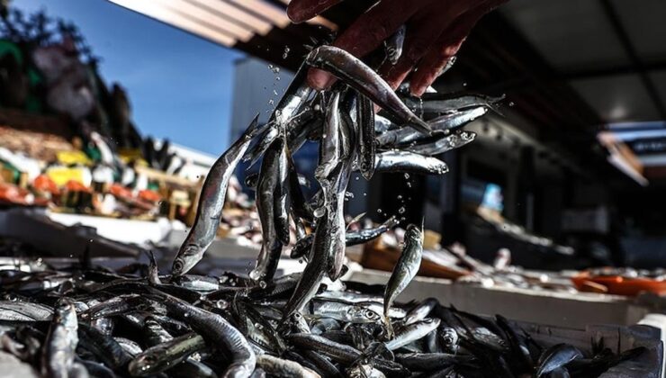 Av yasağı bitiyor: Hamsi yüz güldürecek, palamut hayal kırıklığı