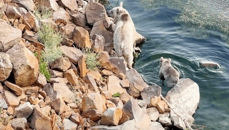 Bozayılar, Bitlis’te yüzerken görüntülendi