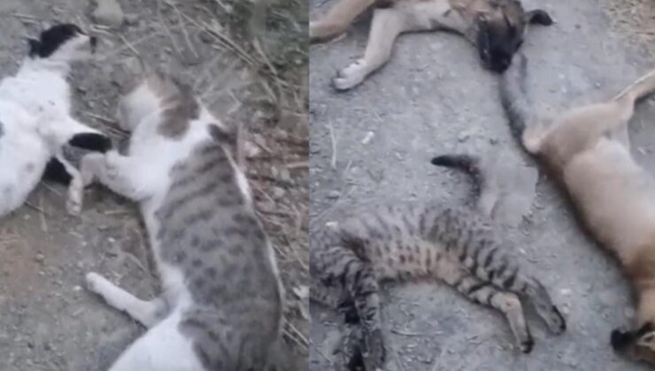 Bu görüntüler Yüksekova’dan… Sokakta ne kadar hayvan varsa öldürmüşler