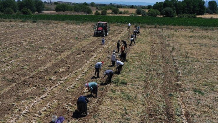 Devlet vatandaşa tarla kiralayacak