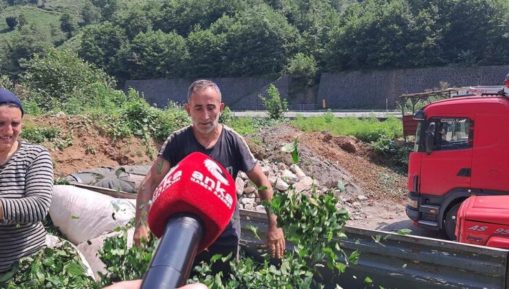 Hopalı çay üreticileri dertli: “Çay Topluyoruz ama Kazanmıyoruz”
