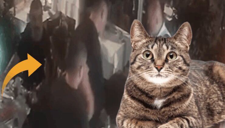 Kediye şiddete karşı çıkıp adam vurdular