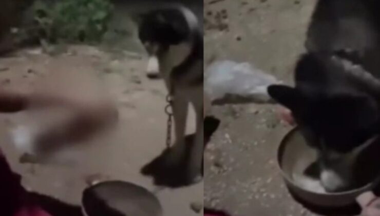Köpeğe alkol içirdi utanmadan paylaştı