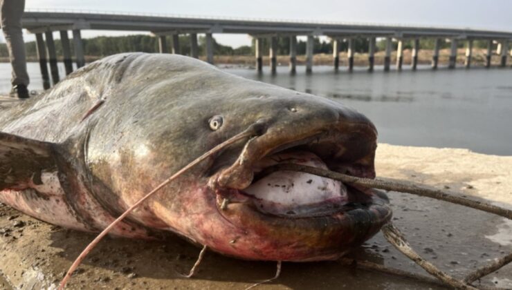 Oltayla yakaladı kendisi bile inanamadı: Nehir’den 2,5 metrelik dev balık çıktı