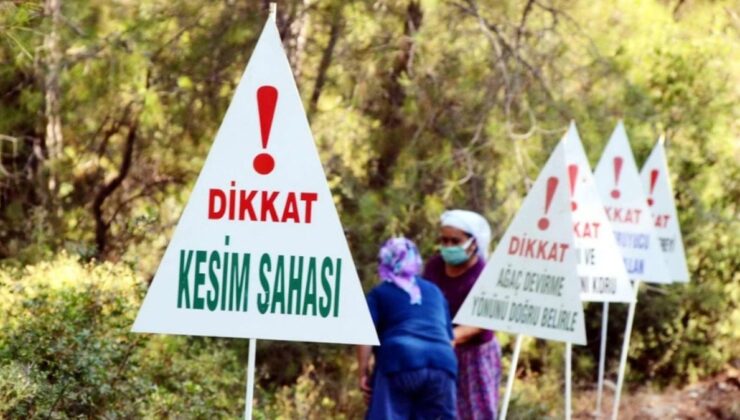 Şirketlere kestiği ağaç kadar ağaç kesme izni