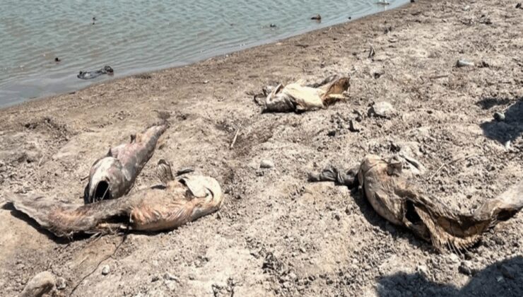 Tekirdağ’da su seviyesi düştü: Balıklar öldü