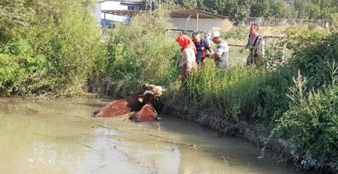 Tokat’ta gölete düşen 3 inek, itfaiye ekiplerince kurtarıldı