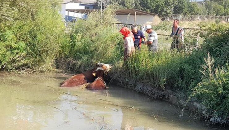 Tokat’ta gölete düşen 3 inek, itfaiye ekiplerince kurtarıldı