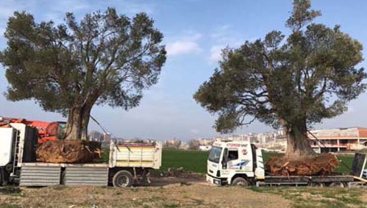 Zeytin ağaçlarımızı profesörler katledecek