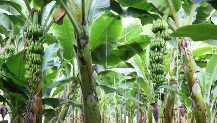 12 ay hasat edilebiliyor, Antalya’da üretim 4 katına çıktı: Dolarla satılıyor!