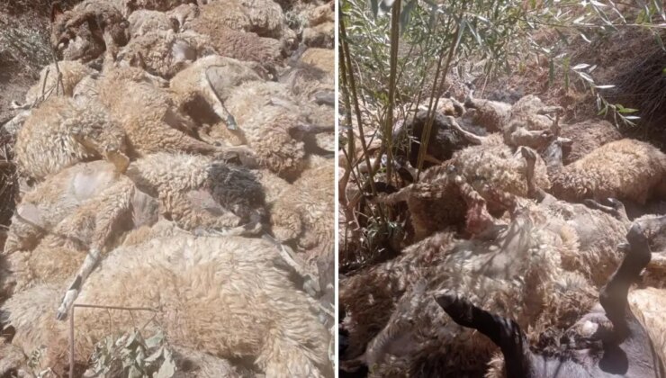 333’ü birinin peşinden gitti, zarar çok büyük