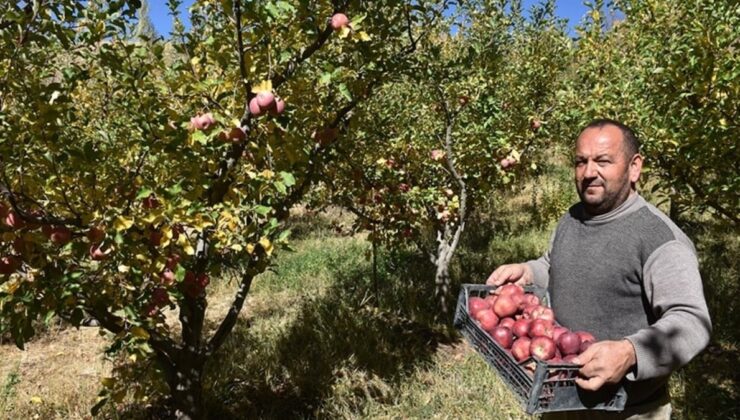 5 bin ağaçtan elleriyle topluyorlar: Hasadı başladı, sadece 10 gün sürecek