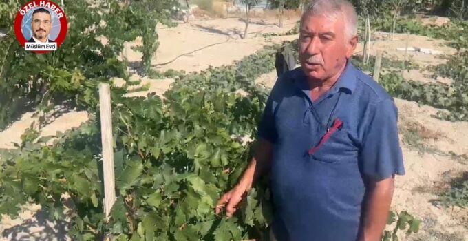 Açıklanan üzüm alım fiyatı üreticiyi yıktı! “Çiftçi bu memleketi terk etsin mi etsin istiyorsunuz?”