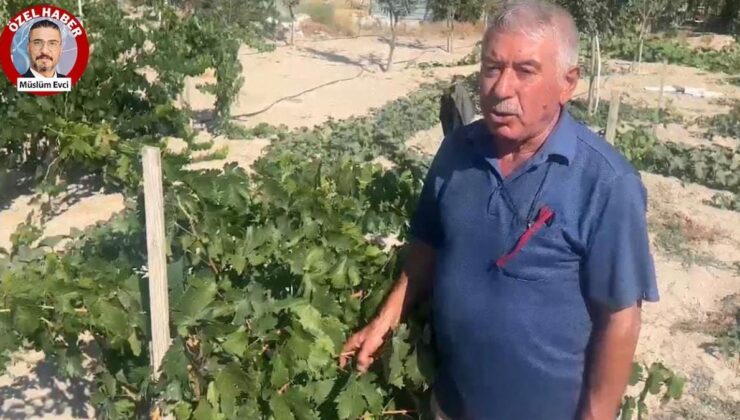 Açıklanan üzüm alım fiyatı üreticiyi yıktı! “Çiftçi bu memleketi terk etsin mi etsin istiyorsunuz?”