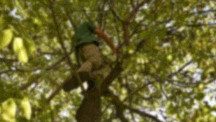 Ağaçtan düştü, hastanede öldü