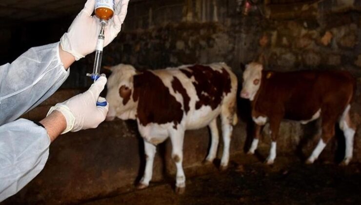 Bir şehir şap alarmına geçti