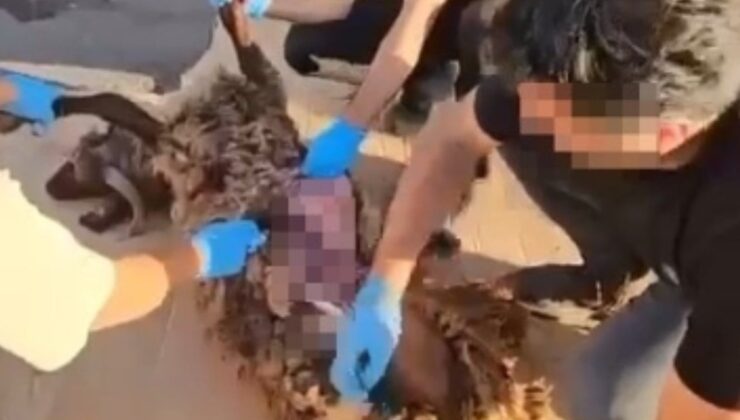 Bu kadarı pes dedirtti: Ölü koyunun karnına gizledikleri ortaya çıktı!