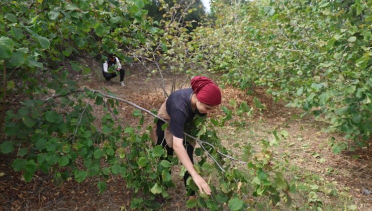 Hasadı file örgüyle yapılıyor, yüzde 80 tasarruf sağlıyor: Rekolte bu yıl rekor kırdı