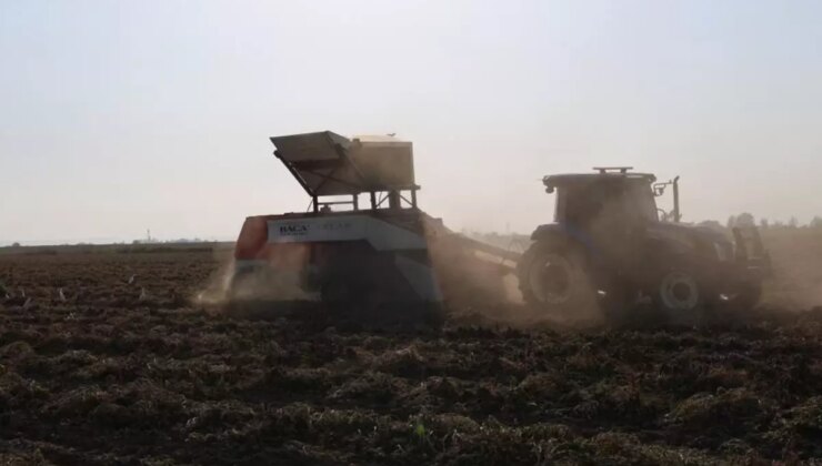 Hasat başladı, kilosu 60 liradan satılıyor