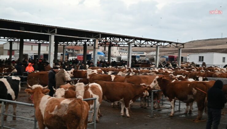 Iğdır’da şap alarmı: Hayvan pazarı kapatıldı