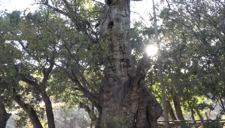 Kutsal sayılan 700 yıllık ağaç bakanlık tarafından koruma altına alındı
