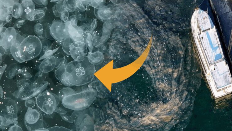 Marmara’yı deniz anaları sardı, felaketin çanları çaldı