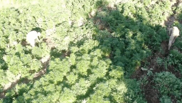 Muğla açıklarındaki teknedeki 210 kilogram skunk yakalandı