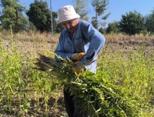 Susam üreticileri tepkili: 200 TL’nin altında teklif ederlerse baraja dökerim, balıklar yesin