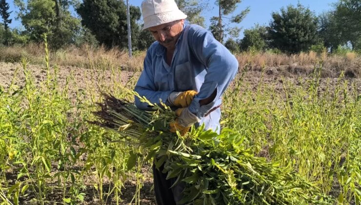 Susam üreticileri tepkili: 200 TL’nin altında teklif ederlerse baraja dökerim, balıklar yesin
