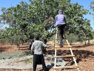 Tarlaya girenin yüzü düştü! Resmen yok senesi