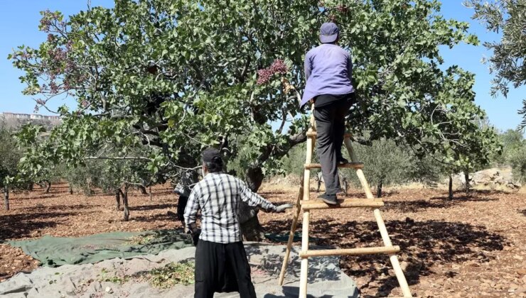 Tarlaya girenin yüzü düştü! Resmen yok senesi