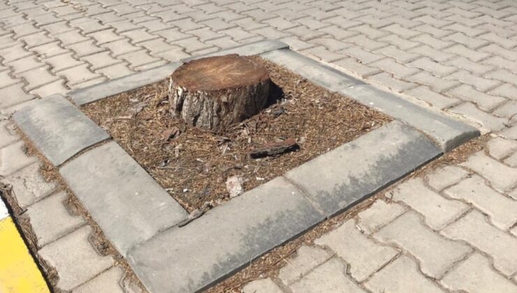 Yarım asırlık ağaçlar kesildi, topu birbirlerine attılar