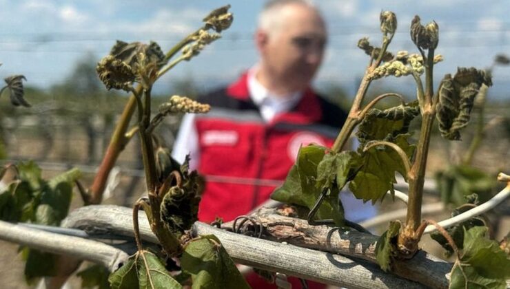 Zirai dondan etkilenen çiftçilere destek ödemesi yapılacak