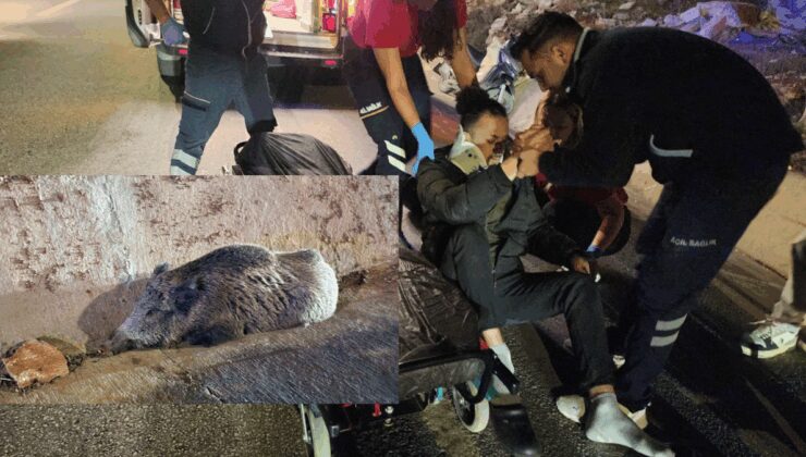Bodrum’da domuza çarpan motosikletli hastanelik, domuz veterinerlik oldu
