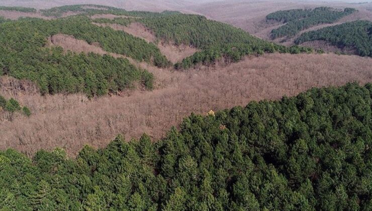 CHP’li Gürer uyardı: Dağlarda orman kalmayacak