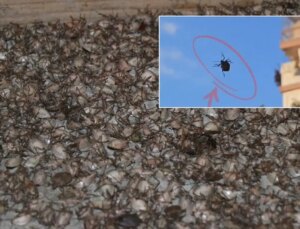 “Dünyanın sonunu getirecek böcek” İstanbul’da görüldü