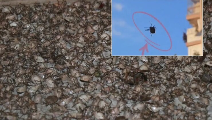 “Dünyanın sonunu getirecek böcek” İstanbul’da görüldü